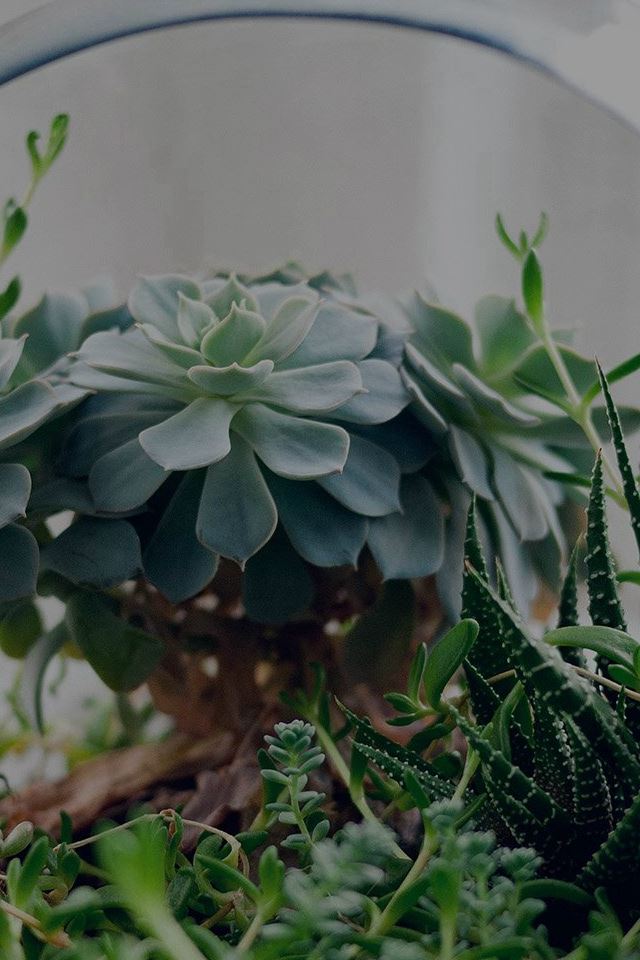 640x960 Flower Green House Vase Nature Art Dark - house iPhone 4s Wallpaper