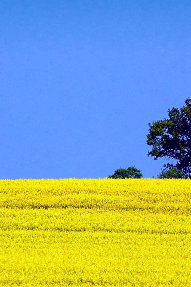 640x960 Pure Blossom Cole Flowers Field Landscape - pure iPhone 4s Wallpaper