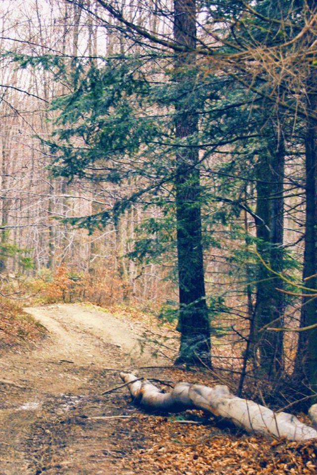 640x960 Hiking Forest Road - forest iPhone 4s Wallpaper