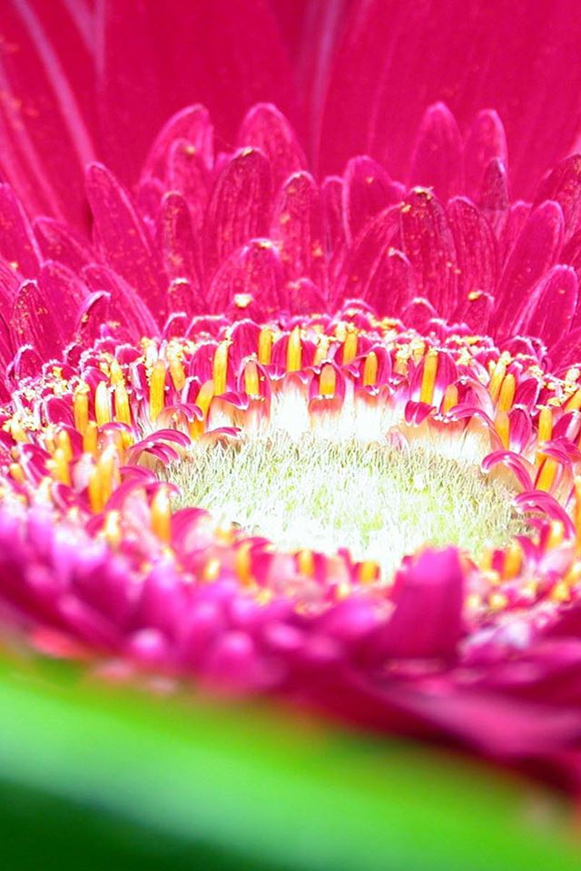 640x960 Purple Flower - pure iPhone 4s Wallpaper