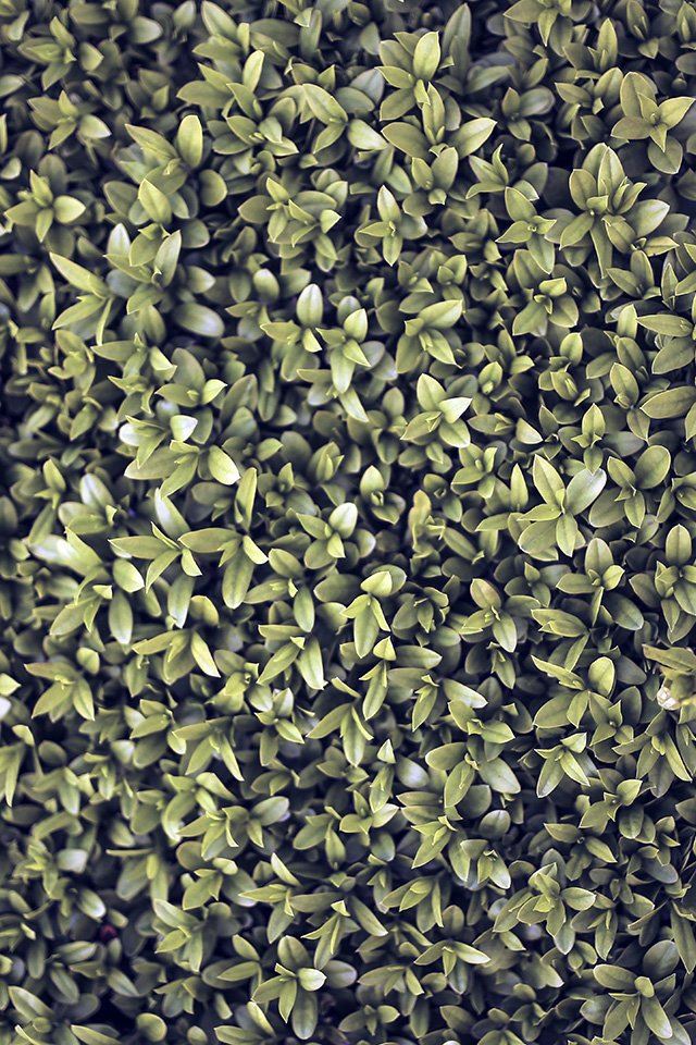 640x960 Nature Blue Leaf Grass Garden Flower Pattern - grass iPhone 4s Wallpaper