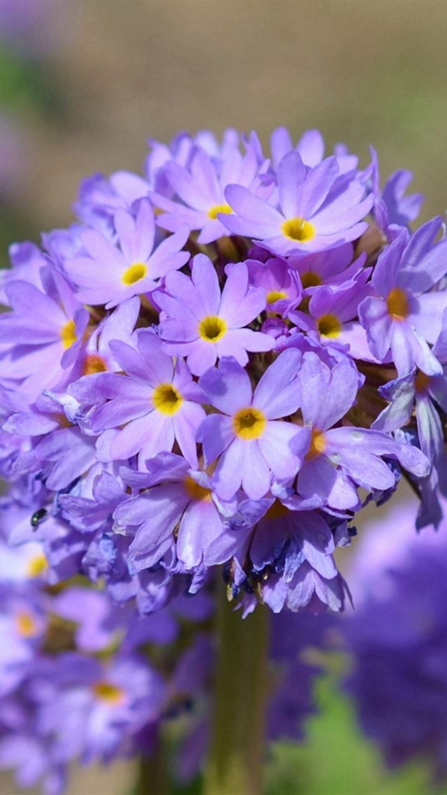 640x960 Flowers Buds Petals Closeup Blurred - petals iPhone 4s Wallpaper