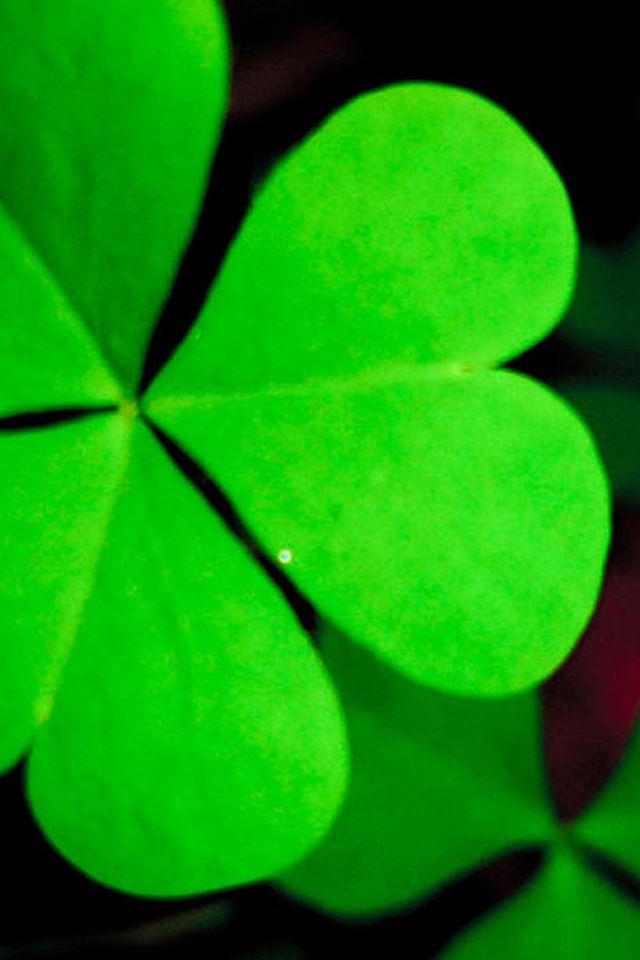 640x960 Pure Green Lucky Grass Clover Leaf Close Up - pure iPhone 4s Wallpaper
