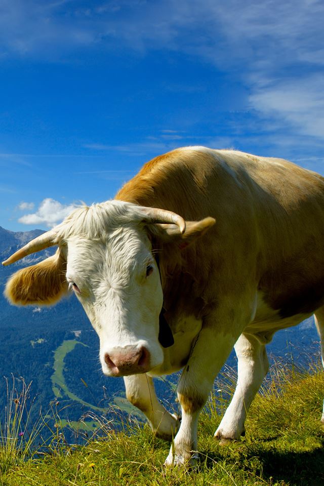 640x960 Holy Cow - bull iPhone 4s Wallpaper