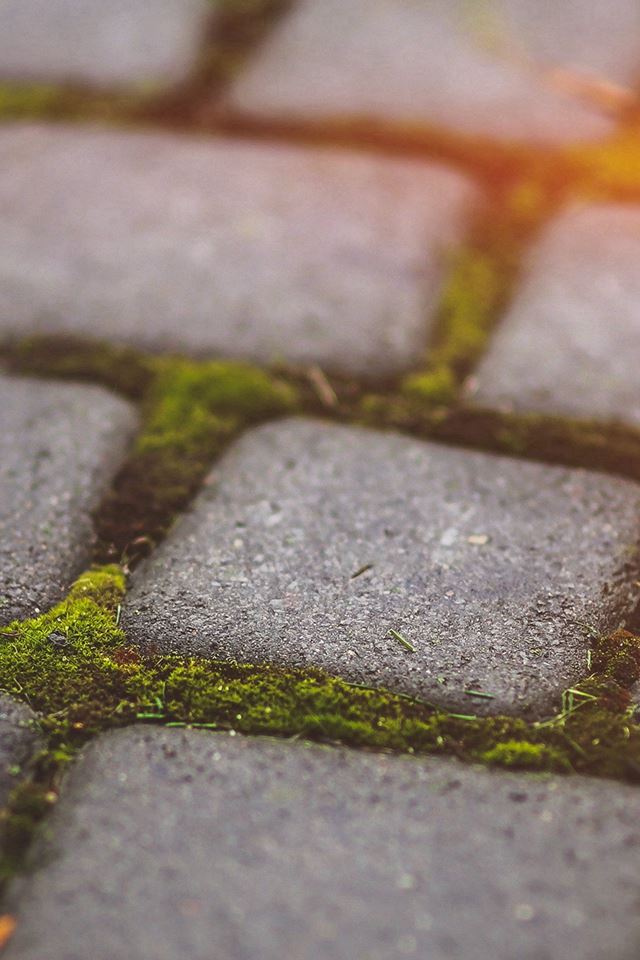 Garden Moss Stone Nature Road City Flare iPhone 4s wallpaper 