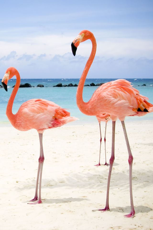 640x960 Flamingos - tall iPhone 4s Wallpaper