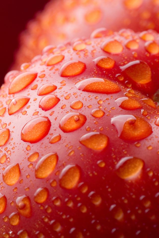 640x960 Tomatoe Dew - drops iPhone 4s Wallpaper