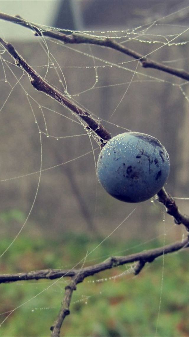 640x960 Berries Drops Macro Autumn -  iPhone 4s Wallpaper