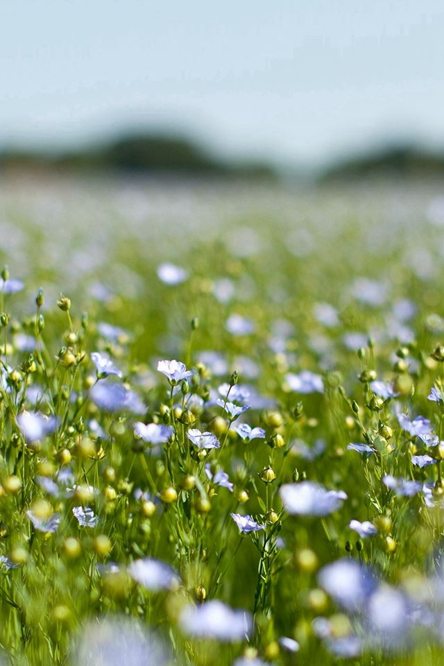 640x960 Field Green Cosmos Flower Spring Nature - spring iPhone 4s Wallpaper