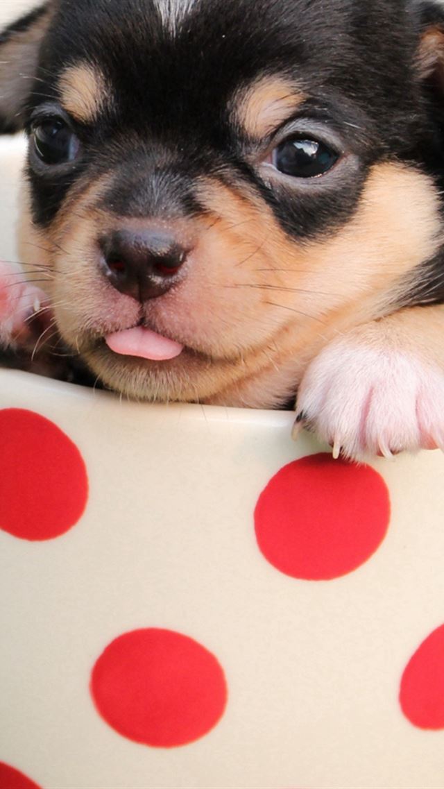 640x960 Puppy Dog Cup -  iPhone 4s Wallpaper
