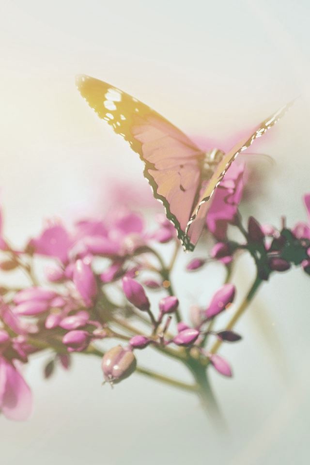 640x960 Nature Butterfly Flower Flare Red - flare iPhone 4s Wallpaper