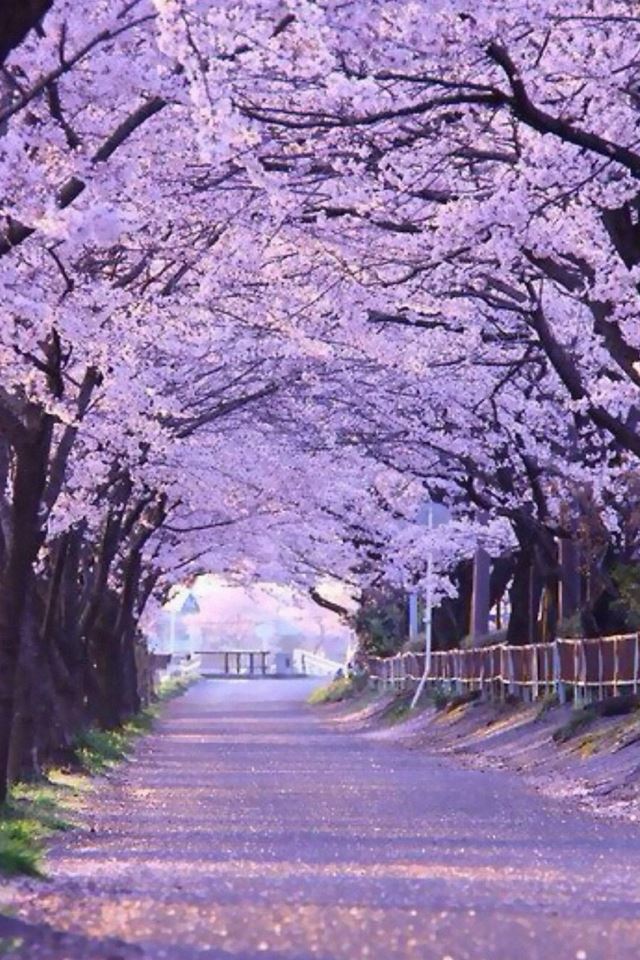 640x960 Sakura Blossom Street - brown iPhone 4s Wallpaper