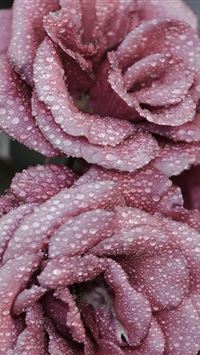 Roses Petals Drops Frost wallpaper