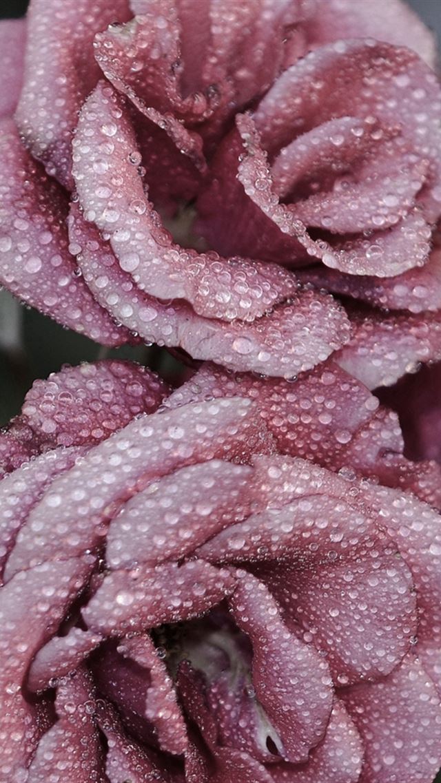 640x960 Roses Petals Drops Frost - drops iPhone 4s Wallpaper
