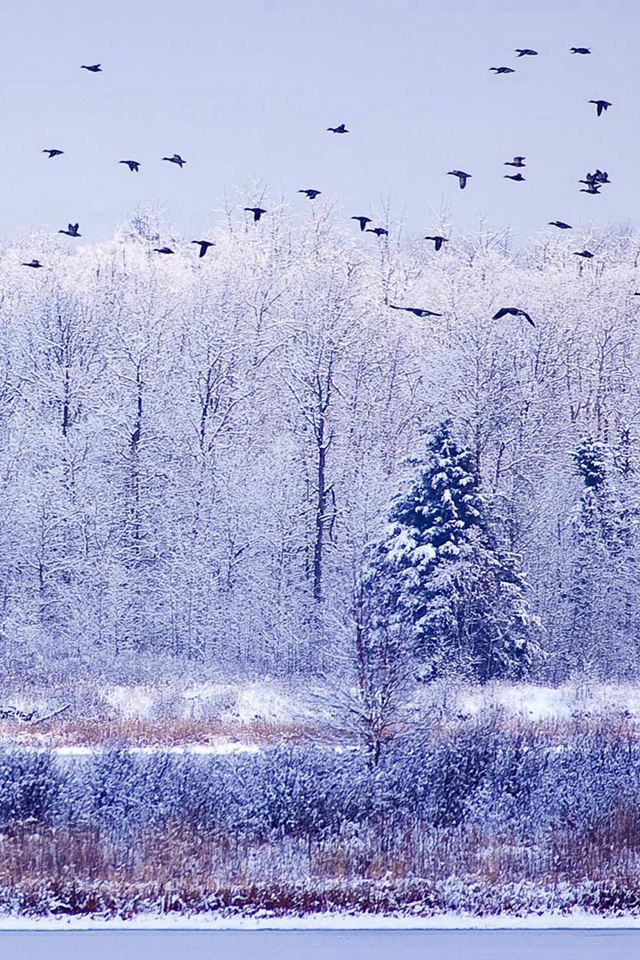 640x960 Winter River Migratory Birds - pure iPhone 4s Wallpaper