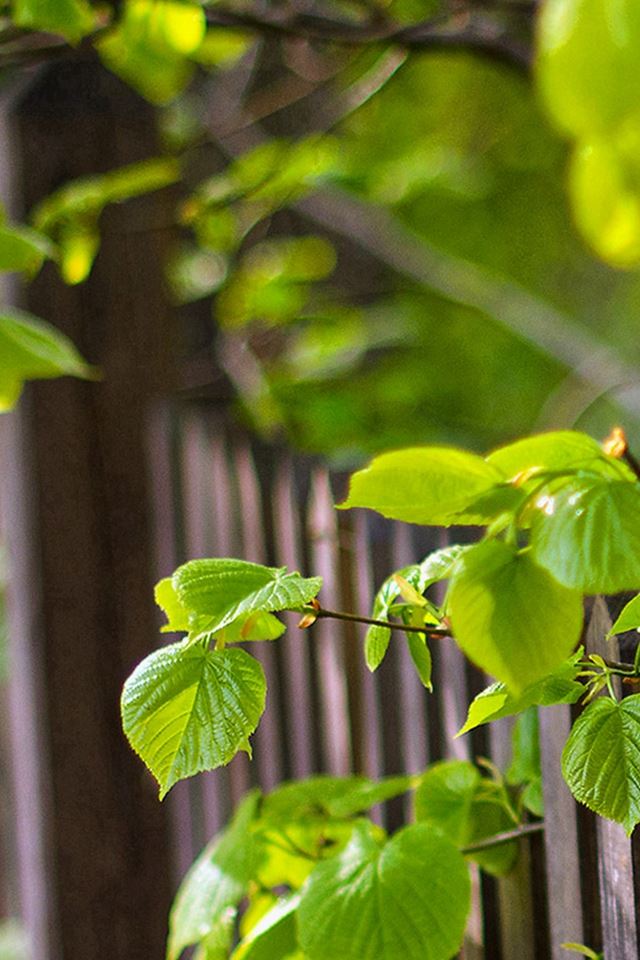 640x960 Plant Fence Bokeh - closeup iPhone 4s Wallpaper