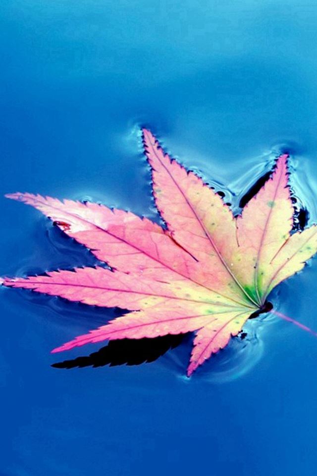 640x960 Pink  Small Fresh Leaves  - leaf iPhone 4s Wallpaper