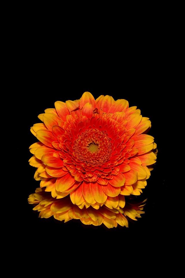 640x960 Daisy Flower Red Dark Macro - macro iPhone 4s Wallpaper