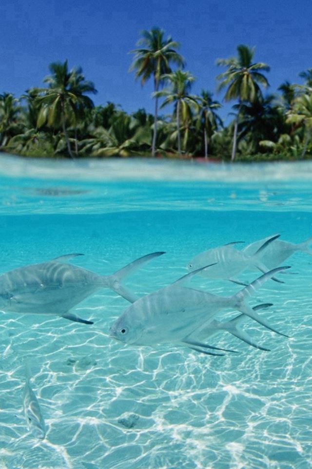 640x960 Tropical Pure Sea Fish Scenery - tropical iPhone 4s Wallpaper