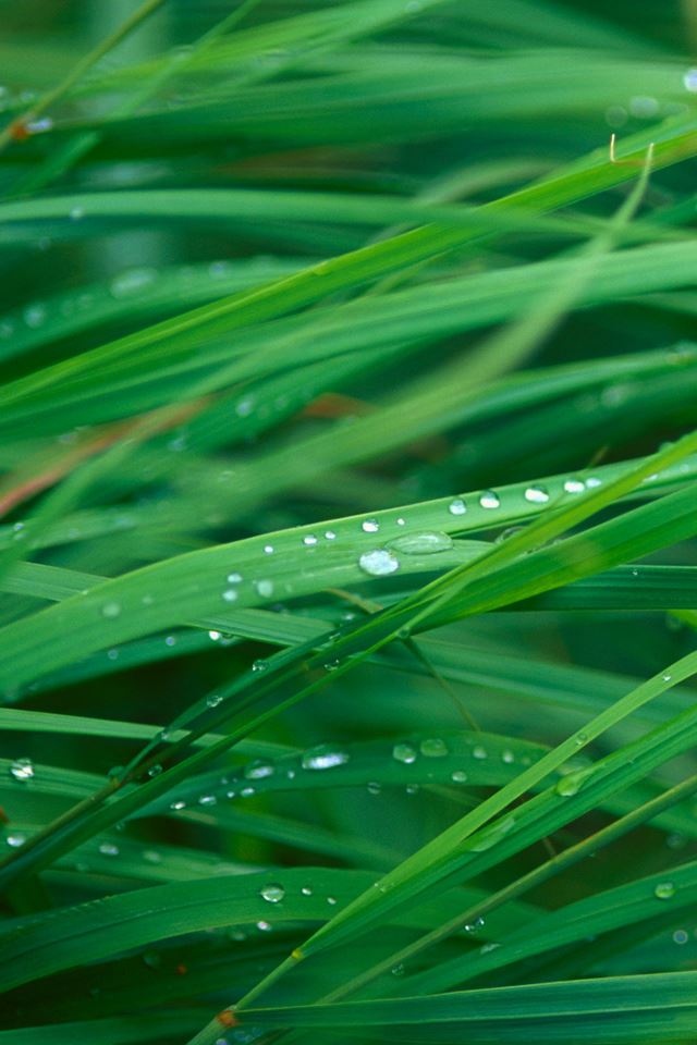 640x960 Grass Blades -  iPhone 4s Wallpaper