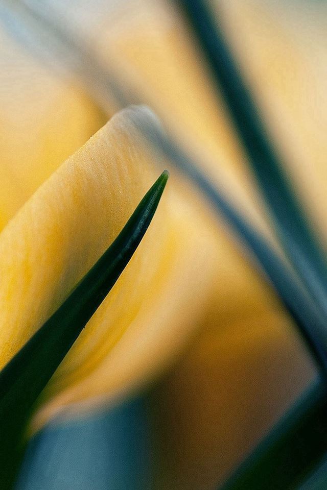 640x960 Yellow Crocus Flower Beauty Nature - closeup iPhone 4s Wallpaper