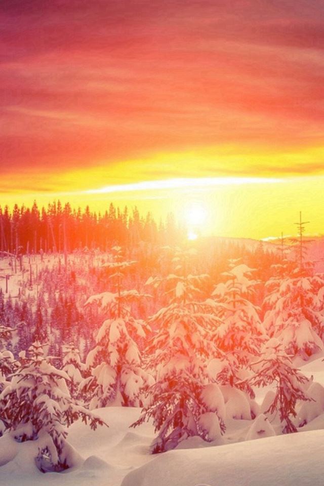 640x960 Wonderful Winter Trees Brilliant View - orange iPhone 4s Wallpaper