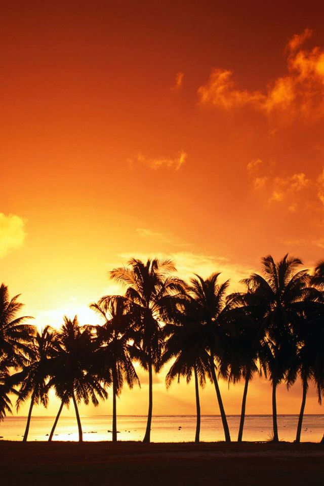 Palm Trees iPhone 4s wallpaper 