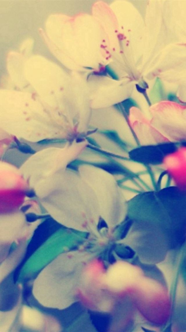 640x960 Blossom Branch Flower Glare -  iPhone 4s Wallpaper