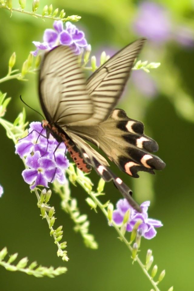 640x960 Butterfly - spring iPhone 4s Wallpaper