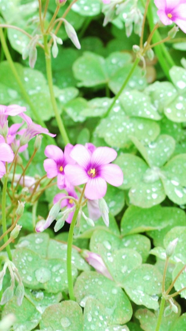 640x960 Flowers Lawn Green Drops Dew - drop iPhone 4s Wallpaper