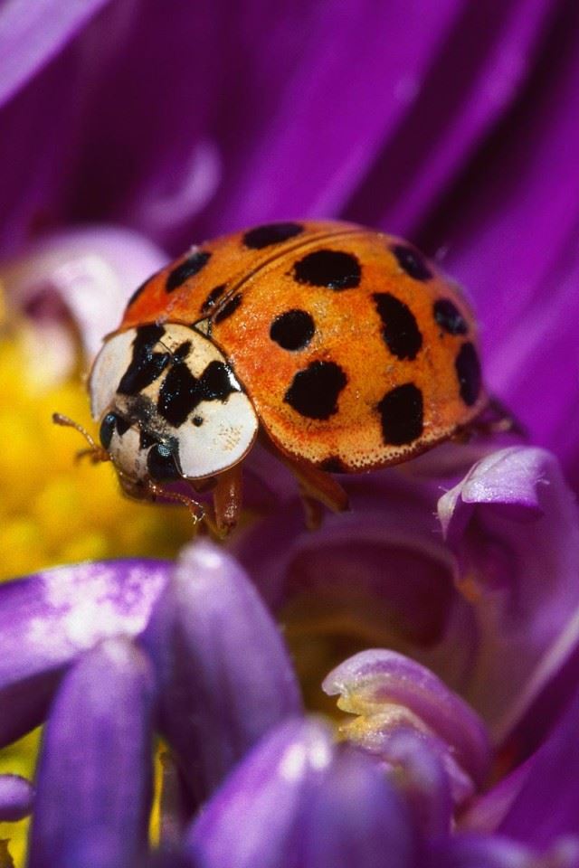 640x960 Lady Bug - plants iPhone 4s Wallpaper