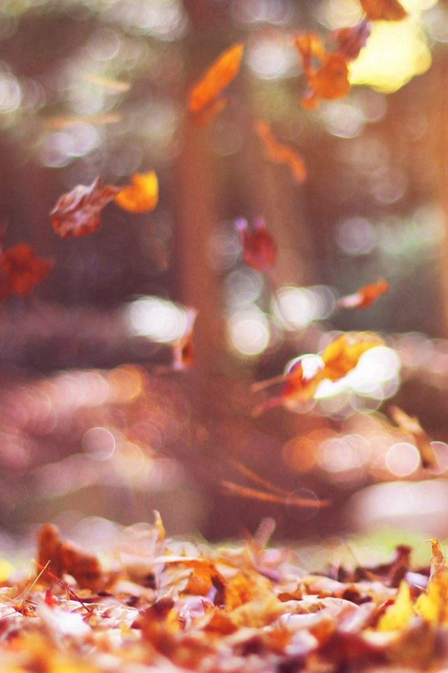 leaves falling from tree wallpaper