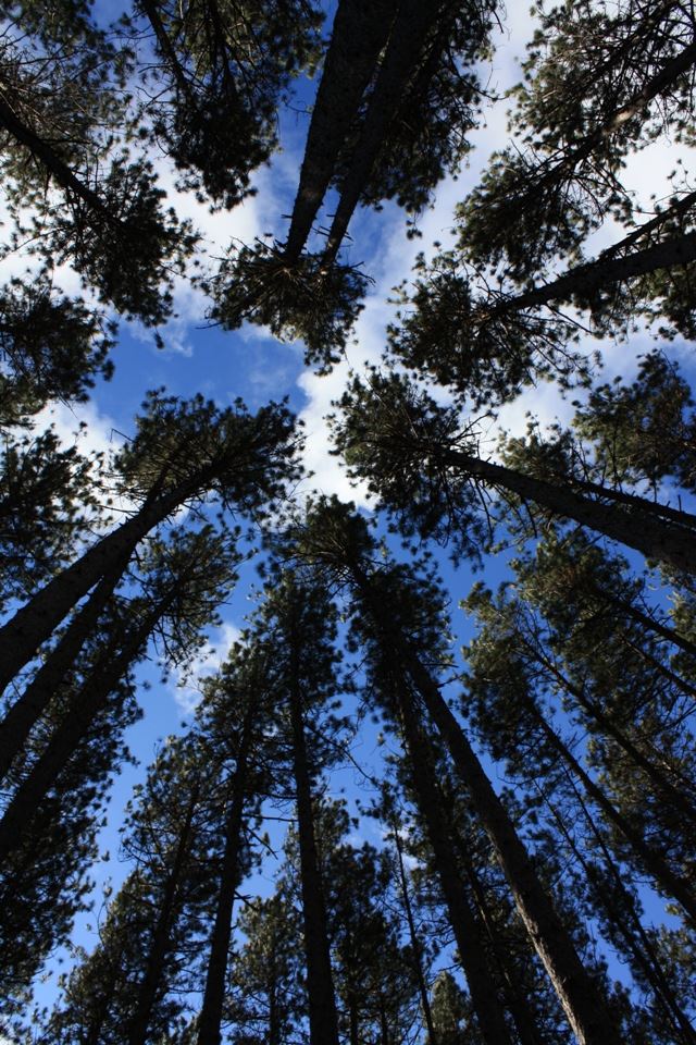640x960 Tall Trees - tall iPhone 4s Wallpaper