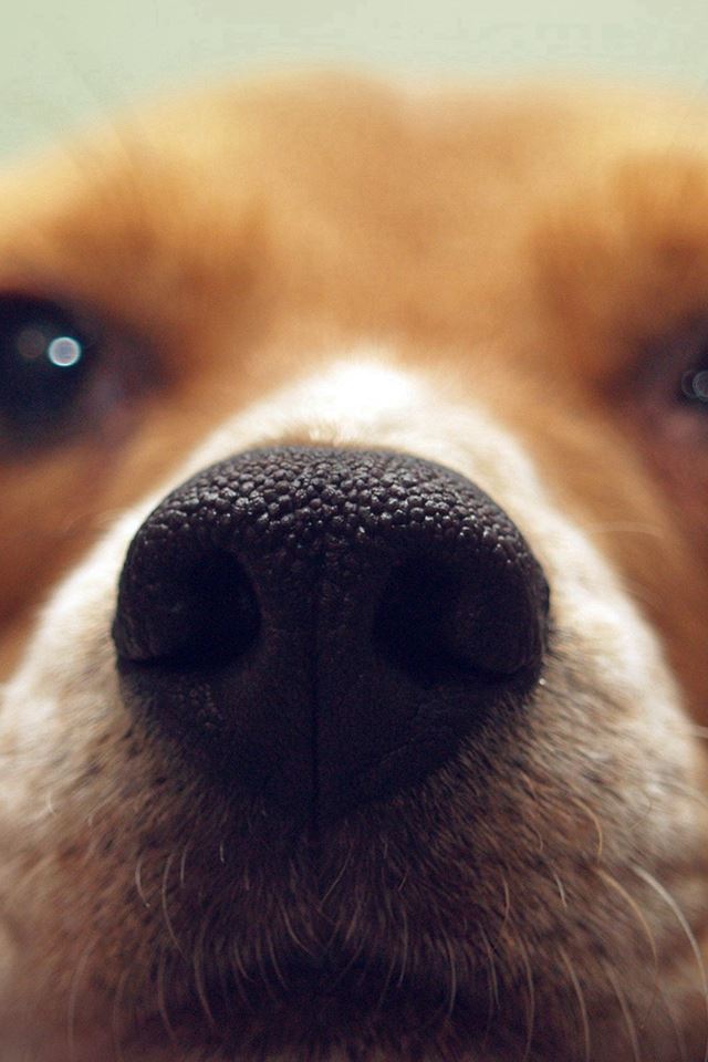 640x960 Cute Dog Animal Face - pet iPhone 4s Wallpaper
