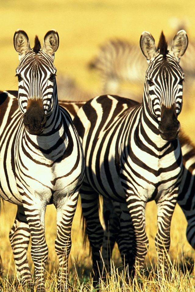 640x960 Zebras - stripes iPhone 4s Wallpaper