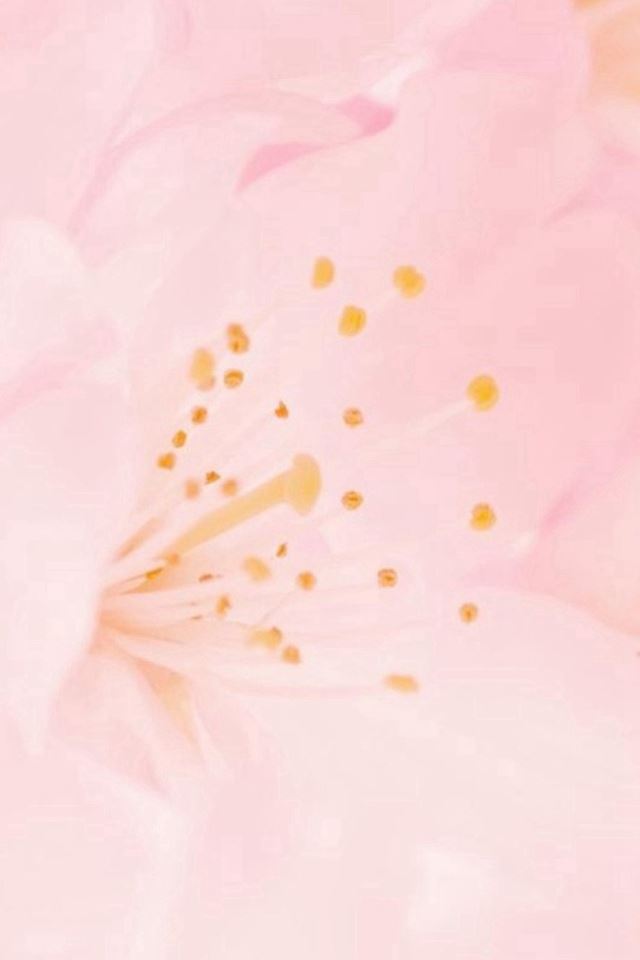 640x960 Nature Pure Bloomy Flower Macro - minimal iPhone 4s Wallpaper