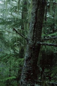 Forest Tree wallpaper