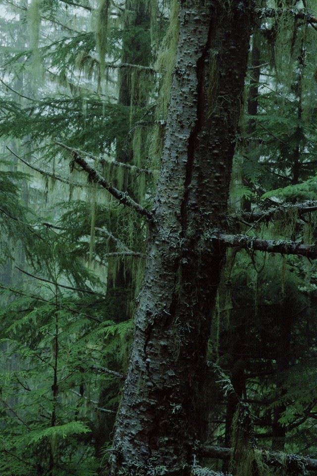 640x960 Forest Tree - branches iPhone 4s Wallpaper