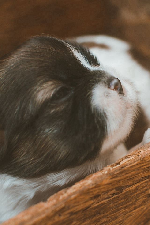 640x960 Cute Puppy Dog Animal Baby - puppy iPhone 4s Wallpaper