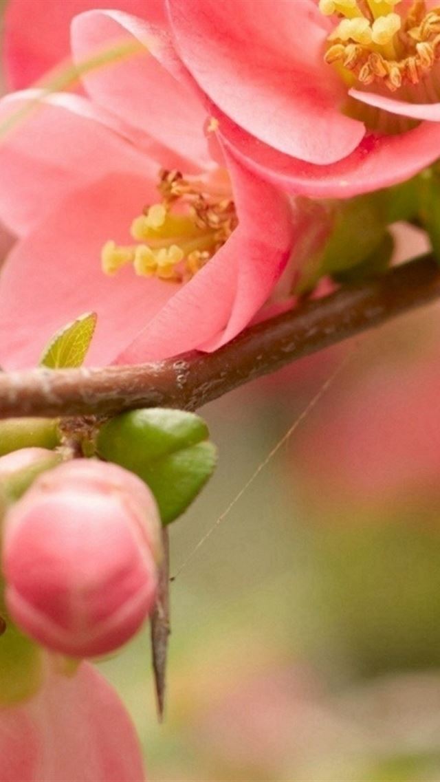 640x960 Flower Blossom Pink Branch Bright - flare iPhone 4s Wallpaper