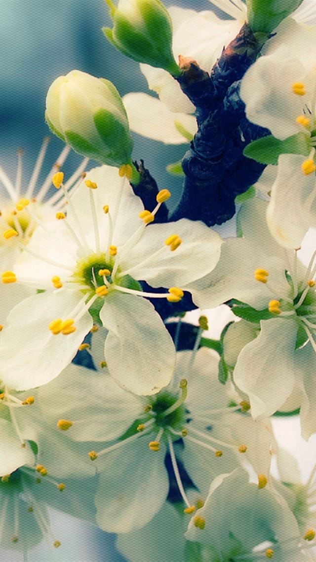 640x960 Blossom Branch Bud Spring Close Up -  iPhone 4s Wallpaper