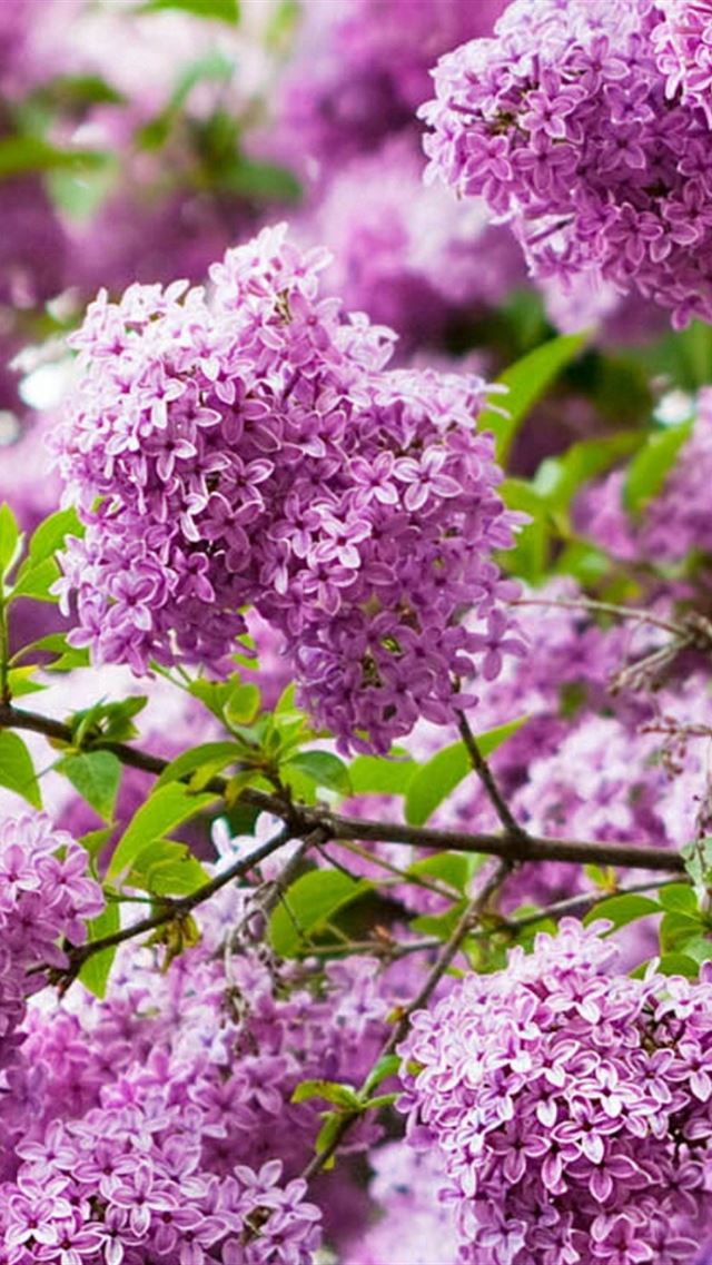 640x960 Lilacs Flowering Bud Branch - macro iPhone 4s Wallpaper