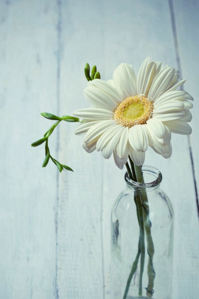 640x960 Aesthetic Beautiful Daisy Vase - bottle iPhone 4s Wallpaper