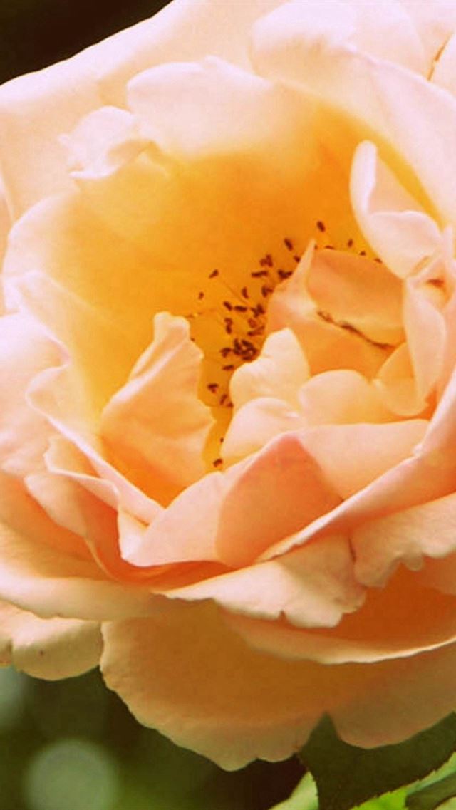 640x960 Rose Branch Blossom Bud - close up iPhone 4s Wallpaper