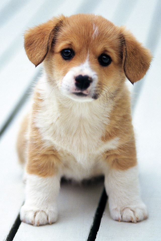 640x960 Cute Puppy - orange iPhone 4s Wallpaper