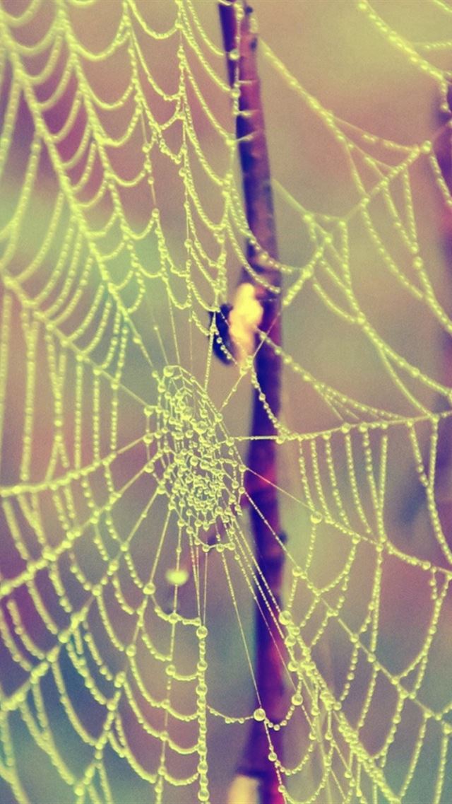 640x960 Web Drops Dew Branches - branches iPhone 4s Wallpaper