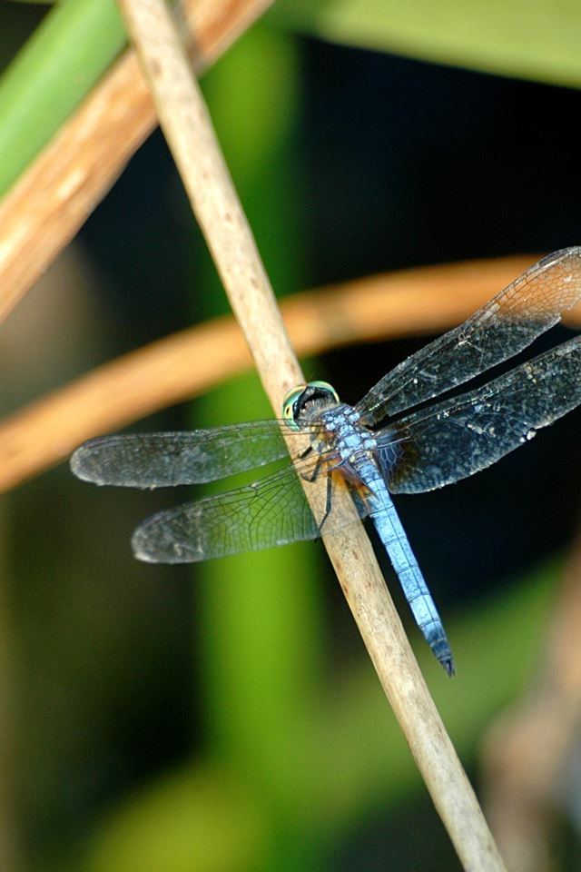 640x960 Dragonfly - animals iPhone 4s Wallpaper