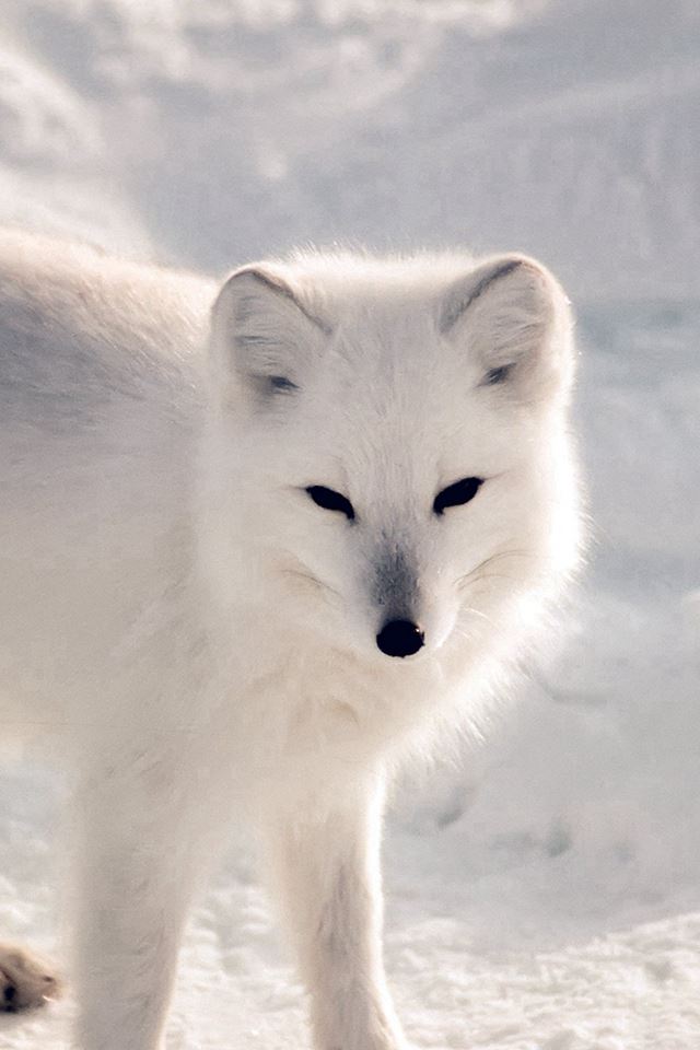 640x960 White Artic Fox Snow Winter Animal - animal iPhone 4s Wallpaper