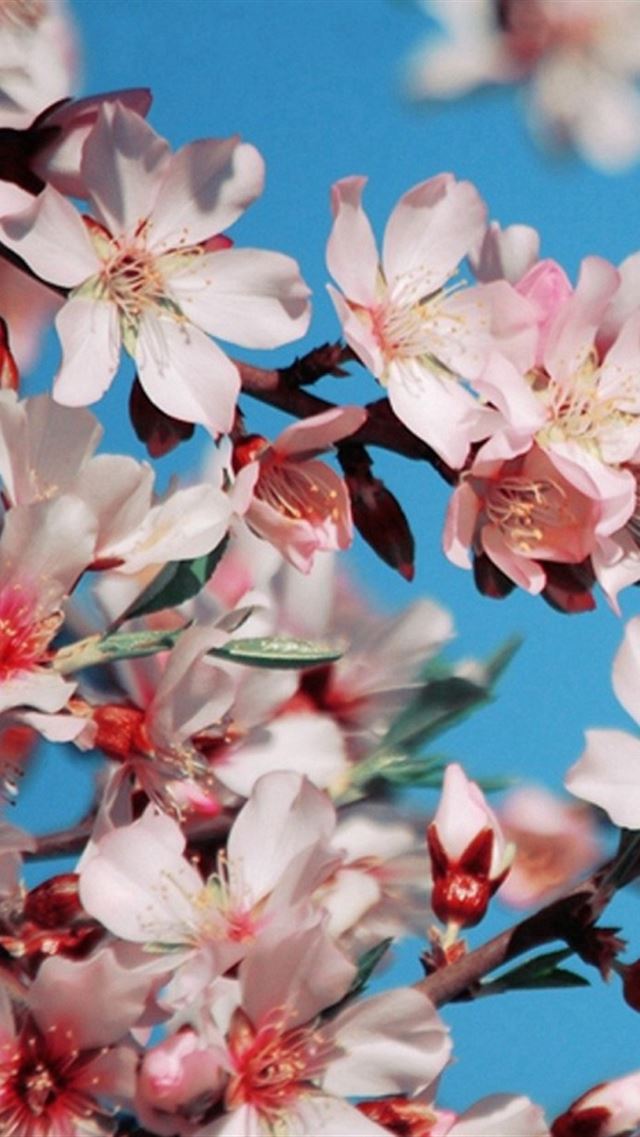 640x960 Blossom Flower Pink Bright Blue - branch iPhone 4s Wallpaper