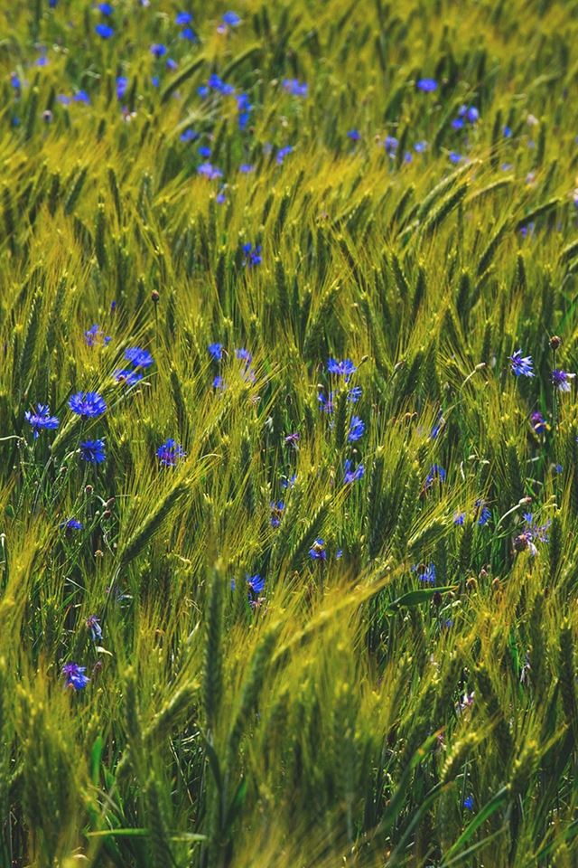 640x960 Flower Blue Nature Love Summer Day -  iPhone 4s Wallpaper